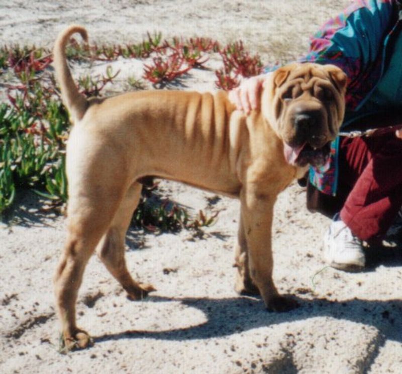 Shar Pei