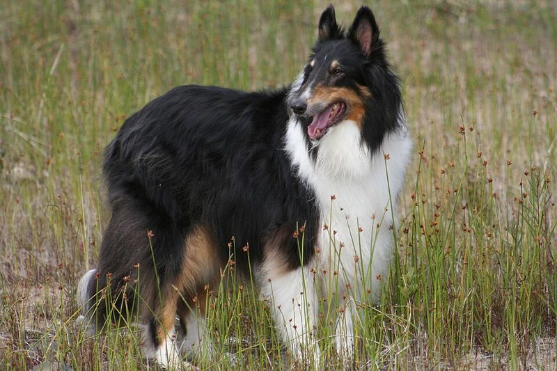 These 15 dogs redefine loyalty - and these 3 somehow take it even further 12 Collie