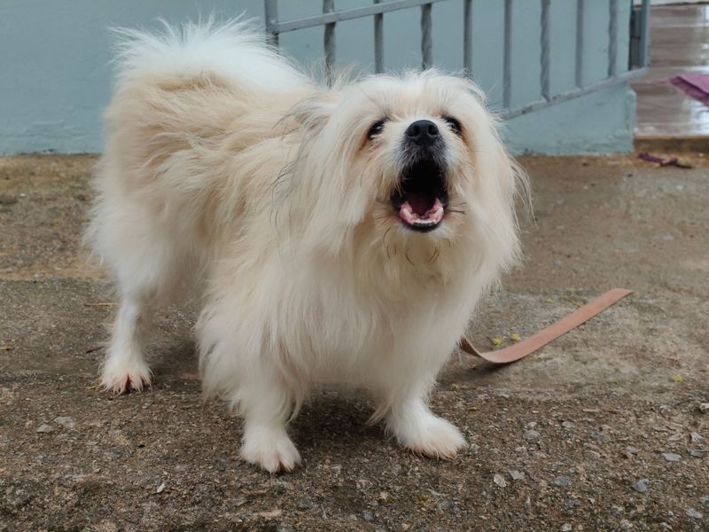 These 12 behaviors may suggest your dog needs more engagement and support 2 Excessive barking