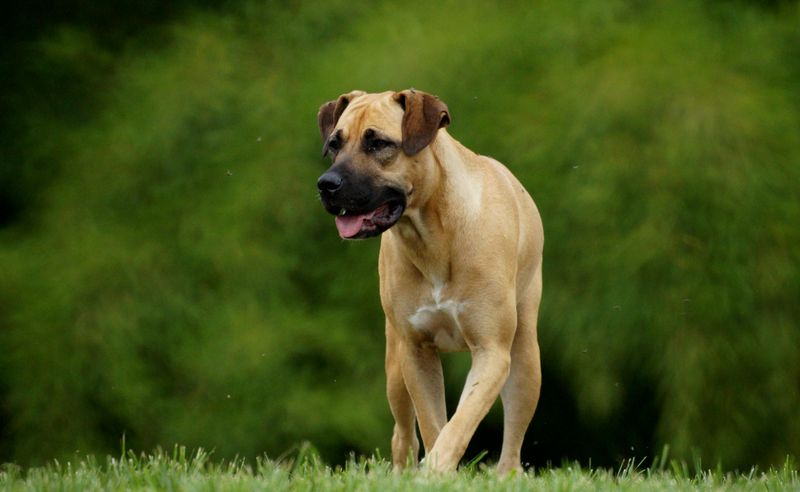 10 impressive dogs that dominate attention the moment they appear plus 5 calm breeds that bring the opposite energy 7 Boerboel