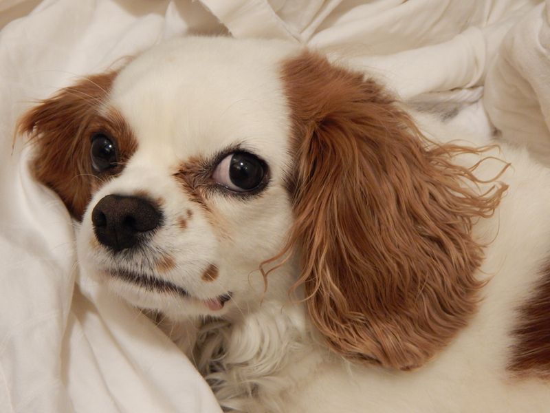 Cavalier King Charles Spaniel