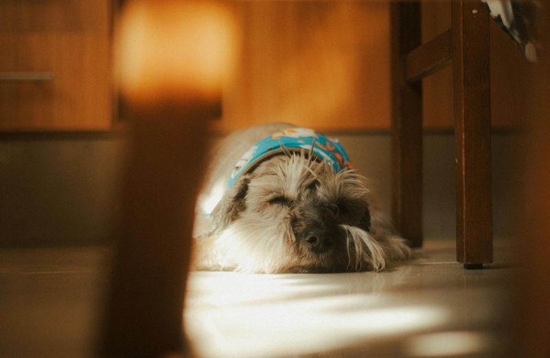Your dog could be hiding pain - 13 signs you should never ignore 6 Hiding or avoiding contact