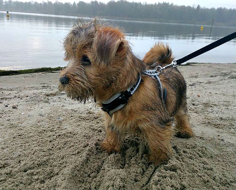 11 cute dog breeds with tough working roots hiding behind their looks 10 Norfolk Terrier