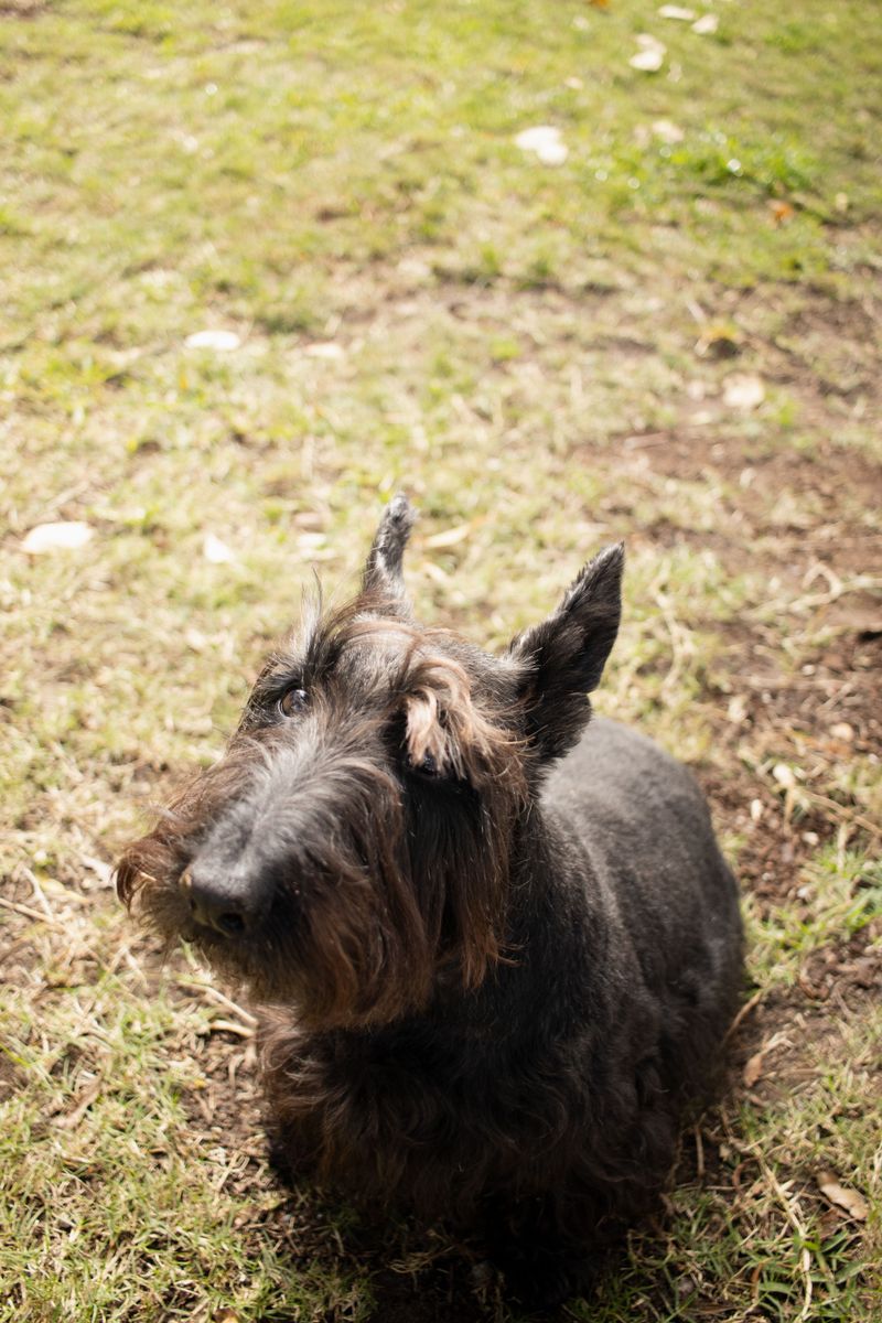 You can't charm every dog instantly - These breeds often make strangers earn their approval 6 Scottish Terrier