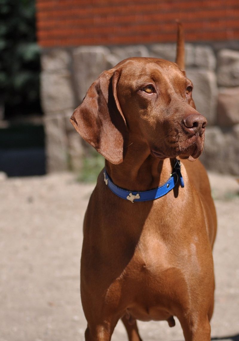 Vizsla