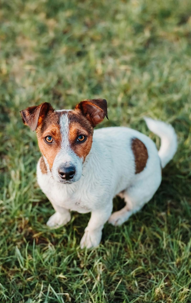 Jack Russell Terrier