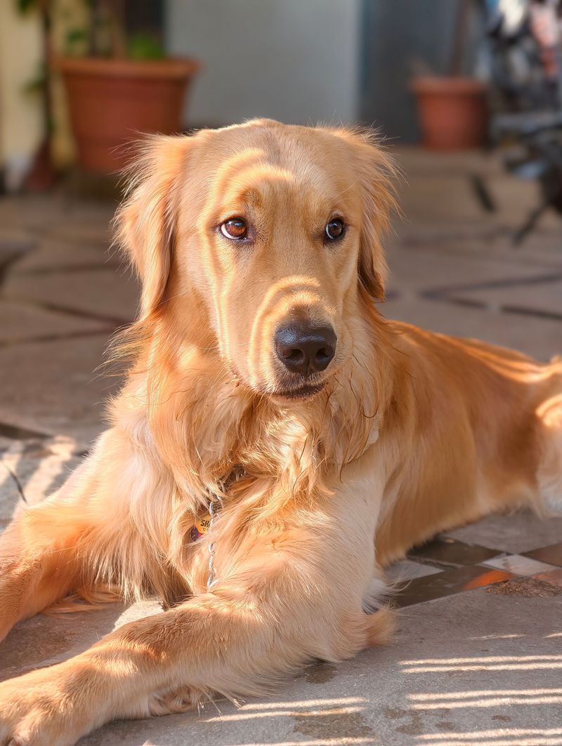 Some dogs avoid every puddle - These 11 breeds on the other end seem determined to find the deepest one 3 Golden Retriever