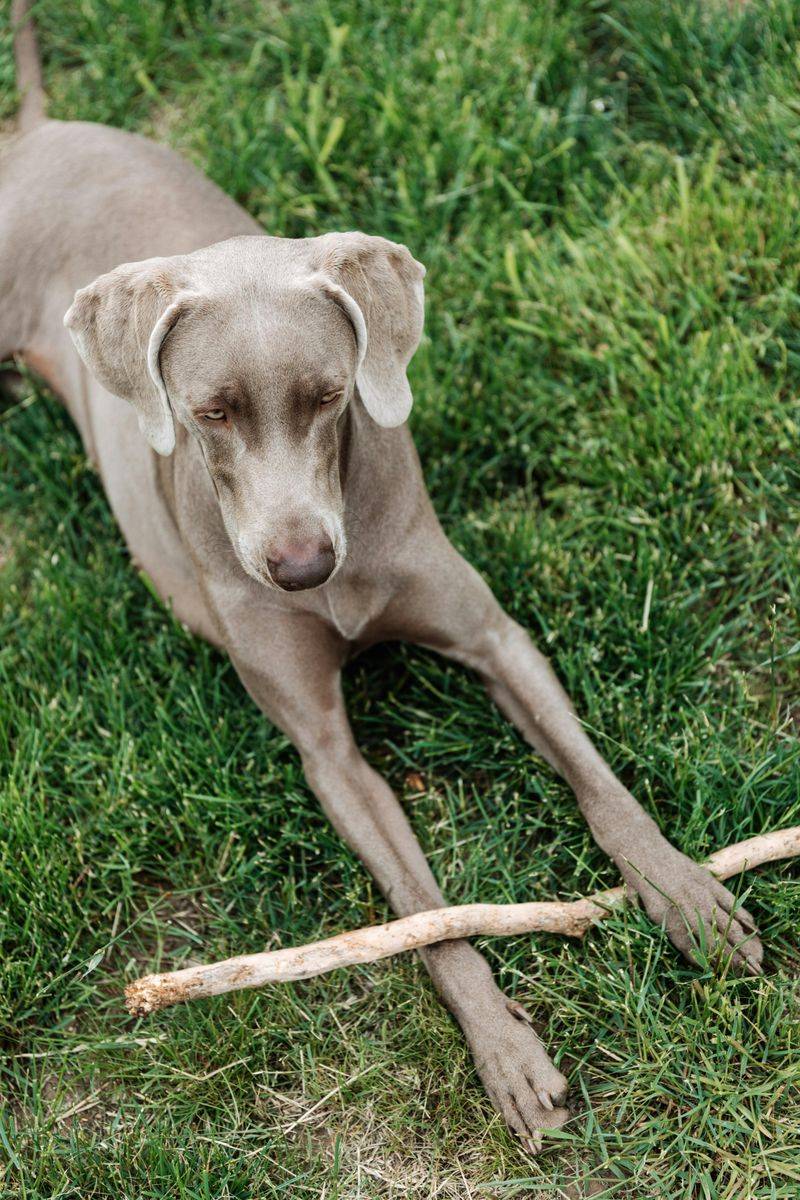 Weimaraner