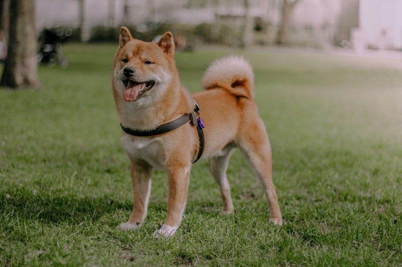 Shiba Inu