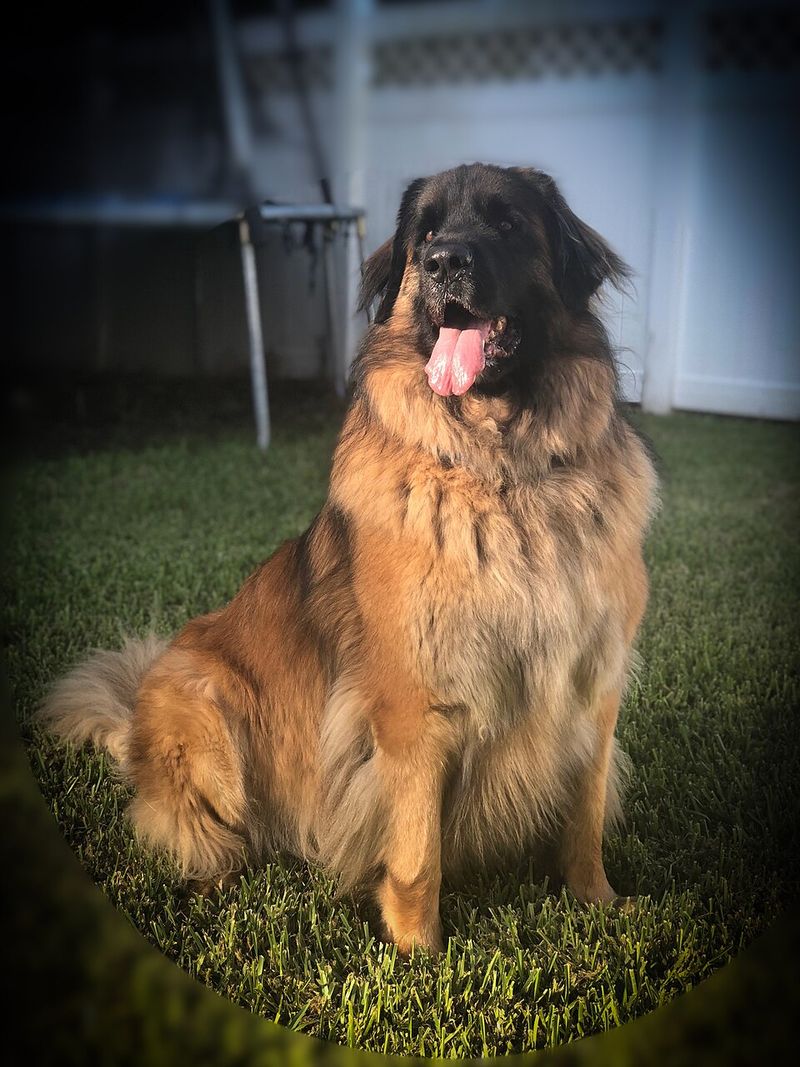 Leonberger