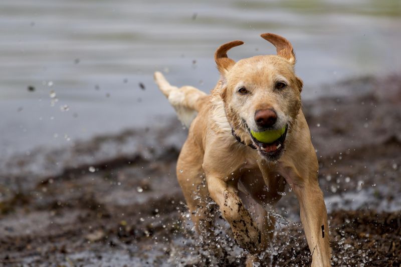 16 Dog Breeds Built for Adventure With Owners Who Never Stay Put 9 Labrador Retriever