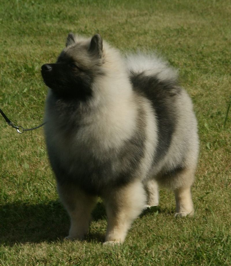 20 dog breeds that react the moment they think something is about to happen 14 Keeshond