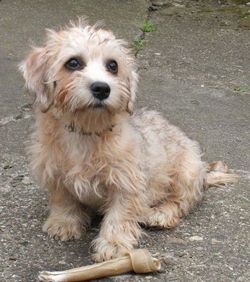 15 Dog Breeds with Stunning Eyes 7 Dandie Dinmont Terrier