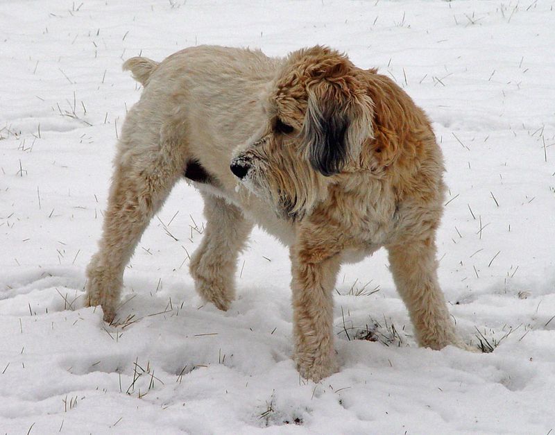 Soft Coated Wheaten Terrier