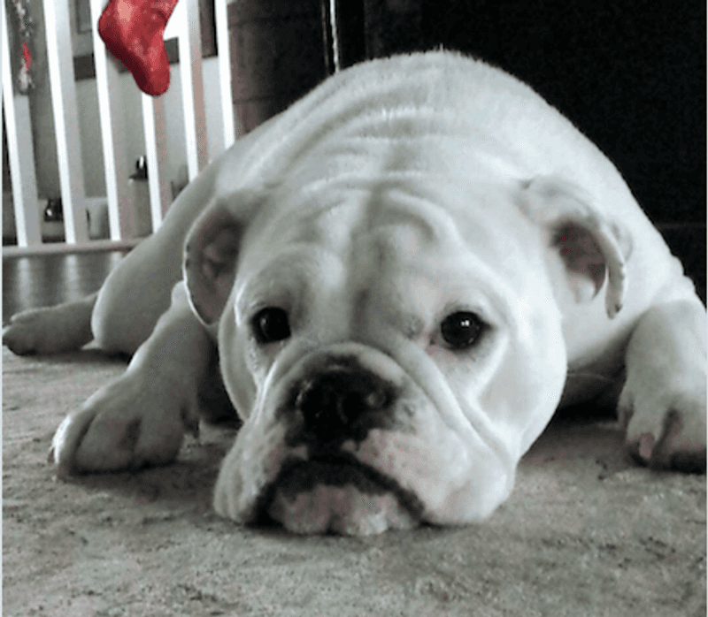 English Bulldog