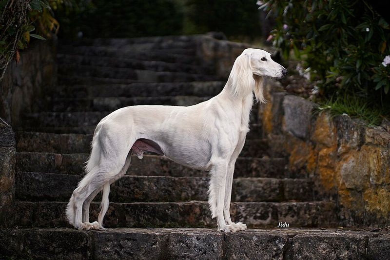 18 dog breeds that become calm only after they fully trust you 4 Saluki