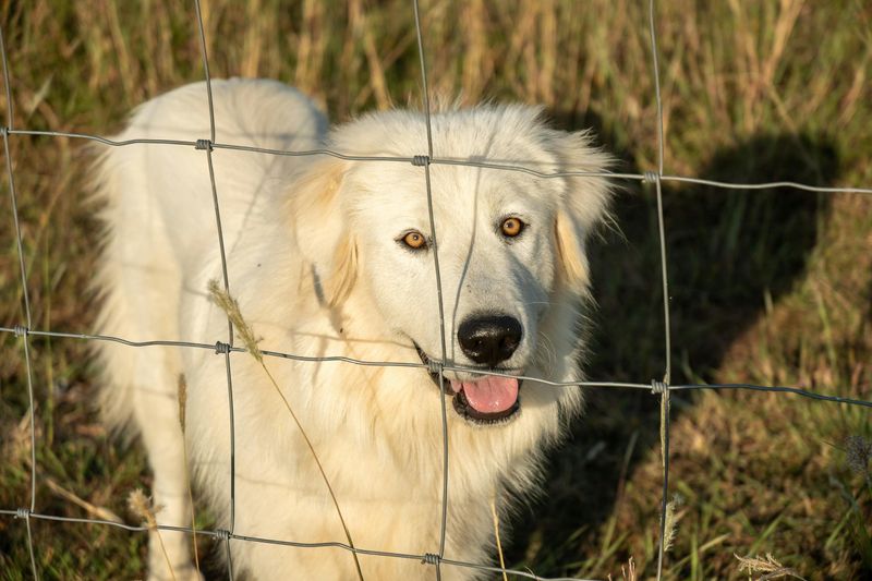 Some Breeds Are Better at Ignoring Chaos Than Joining It - 14 Dogs That Prove It 4 Great Pyrenees