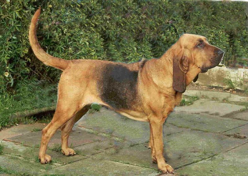 12 dog breeds whose work has changed human lives - plus 2 quiet helpers that deserve a place in the story 7 Bloodhound: A Nose That Never Quits