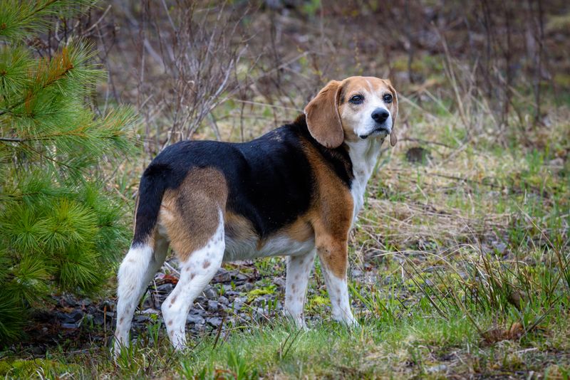 14 Dog Breeds That Think the Mail Carrier Is Their Greatest Rival 5 Beagle