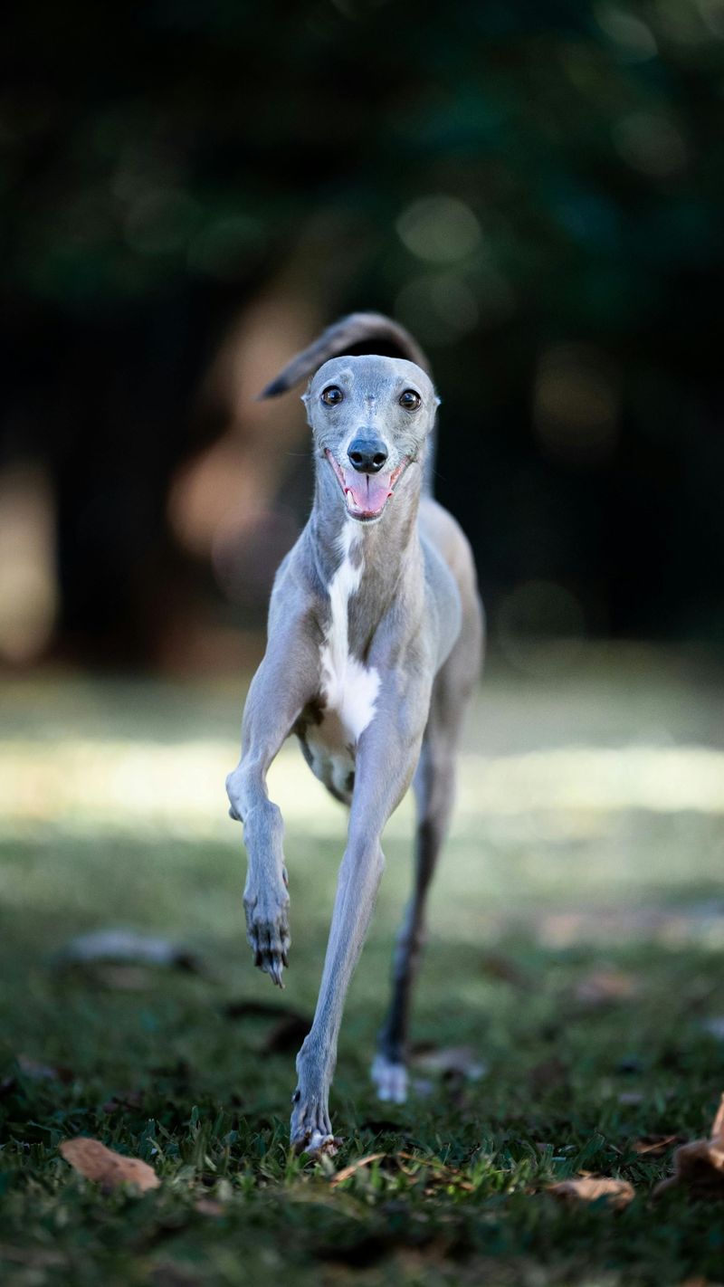 Italian Greyhound