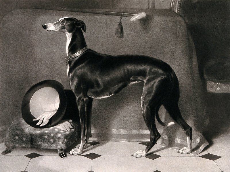 Whippet