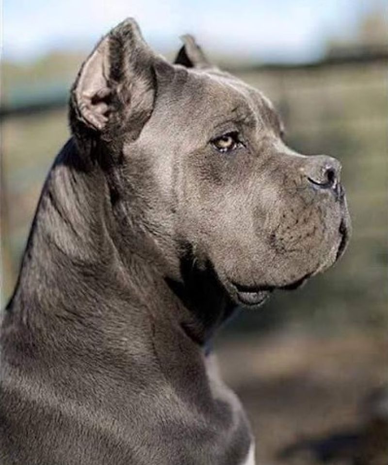 Cane Corso