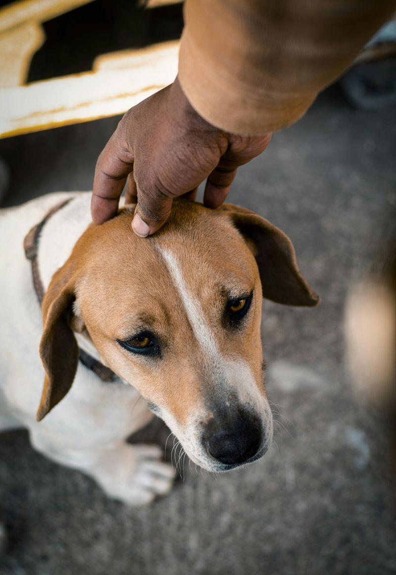 10 Ways Dog Owners Accidentally Confuse Their Dogs With Mixed Messages and Body Language 4 Petting While Feeling Stressed or Irritated