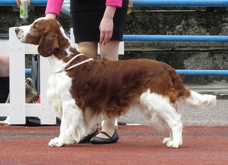 English Springer Spaniel