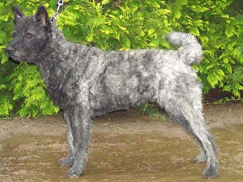 Dutch Shepherd