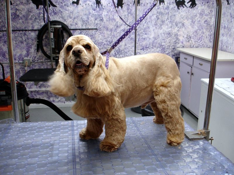 Cocker Spaniel