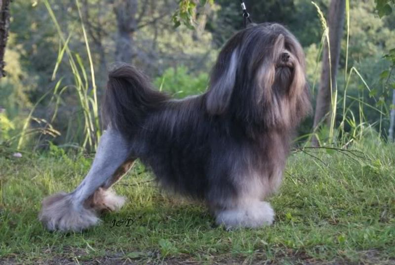 16 Delightfully Quirky Dog Breeds That Win Hearts with Their Unique Charms 15 Löwchen