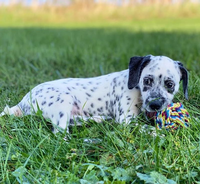 26 Popular Doodle Dog Mixes Loved for Their Personality and Charm 22 Dalmadoodle