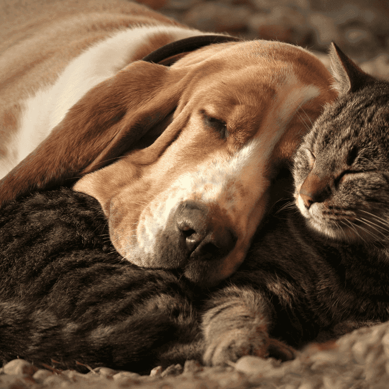 Track Mobility Changes and Adjust Care as Needed