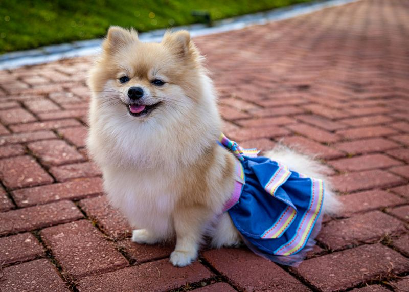 Pomeranian