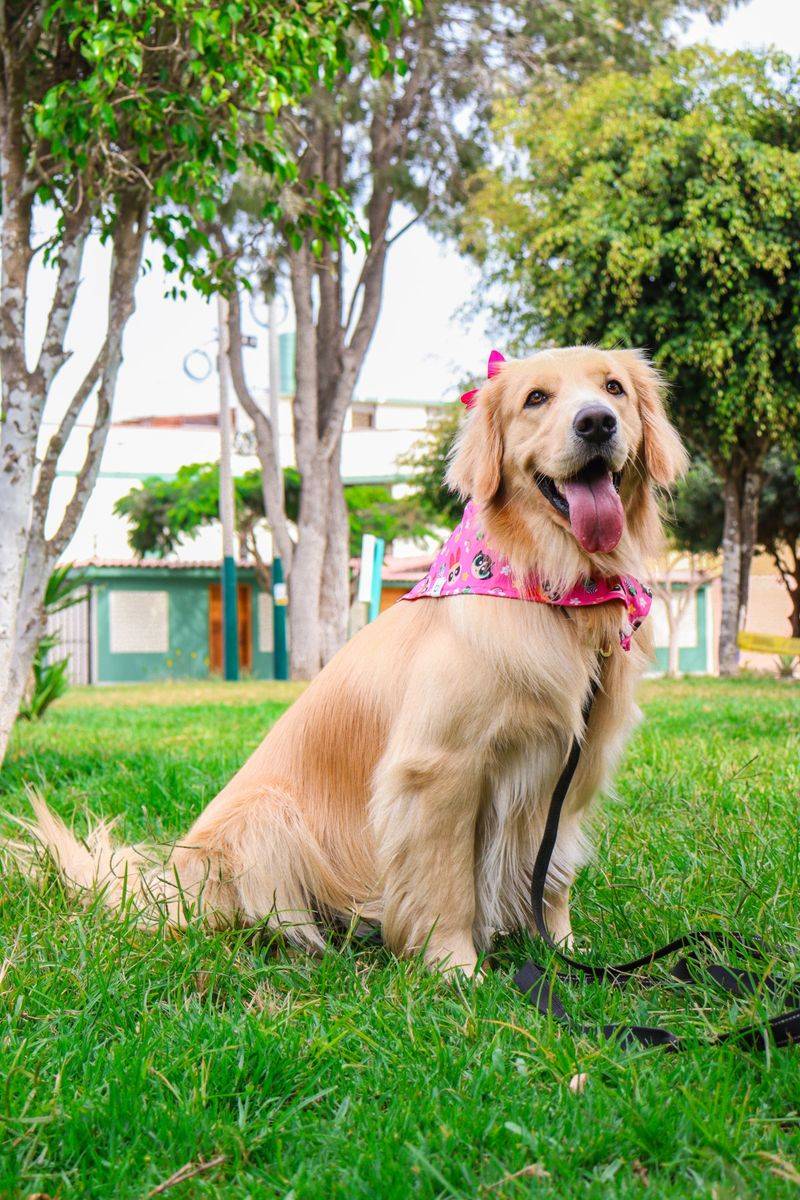 Golden Retriever