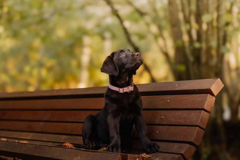 11 dog breeds that prove companionship can feel surprisingly personal even without a single word being spoken 12 Labrador Retriever: The Friend Who Never Holds a Grudge