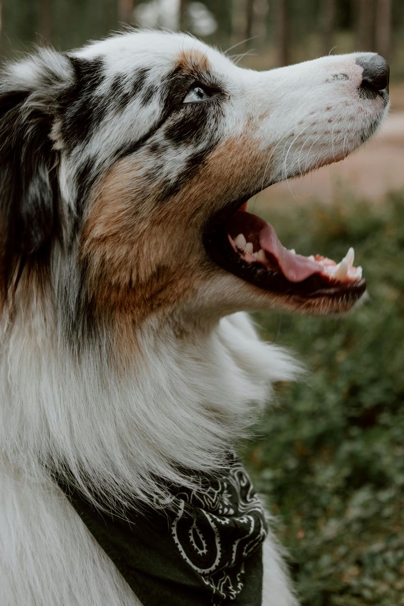 Australian Shepherd