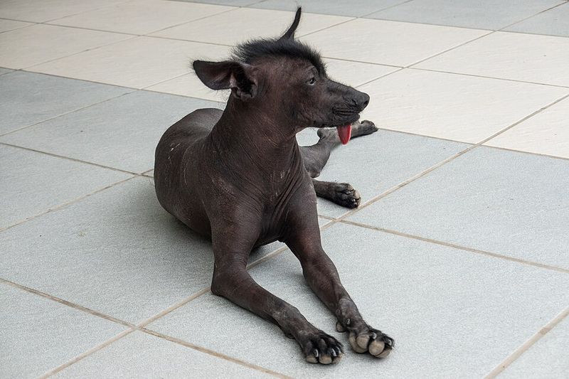 Peruvian Inca Orchid