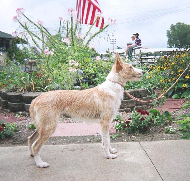 26 Rare Dog Breeds You’ll Rarely Encounter but Won’t Forget 25 Portuguese Podengo