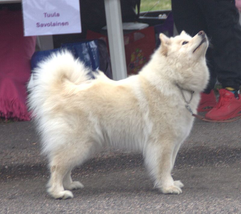 Patience often reveals the very best qualities these dog breeds have to offer 7 Finnish Lapphund