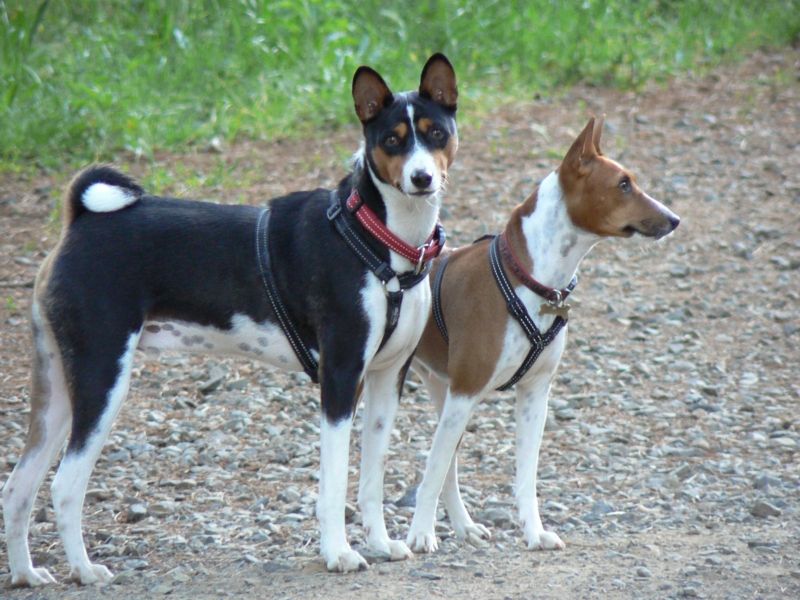 19 Rare Dog Breeds Known for Their Confident and Independent Nature 6 Basenji