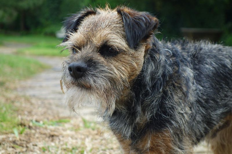 13 dogs that switch personalities when a second dog moves in 8 Border Terrier