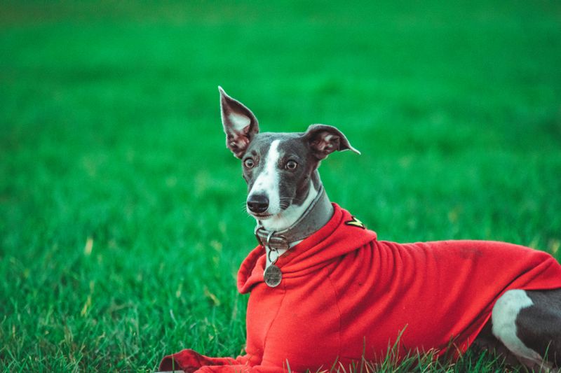 These 11 Dog Breeds Are Becoming More Common in City Parks Worldwide 12 Whippet
