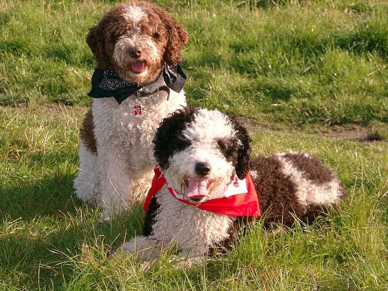 15 Breeds Most Likely To Lick, Nudge Or Paw You When Something Feels “Off” 6 Spanish Water Dog