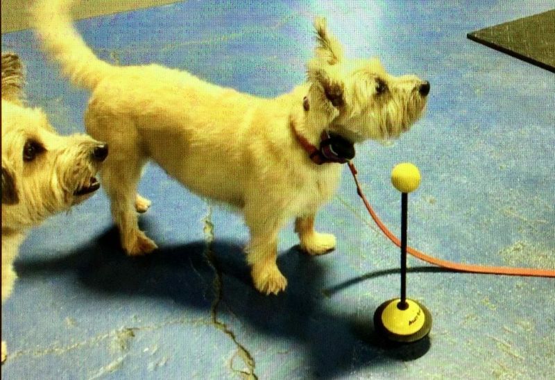 19 Small Changes That Can Instantly Improve Your Dog’s Behavior 19 Pre-Meal Training Moments