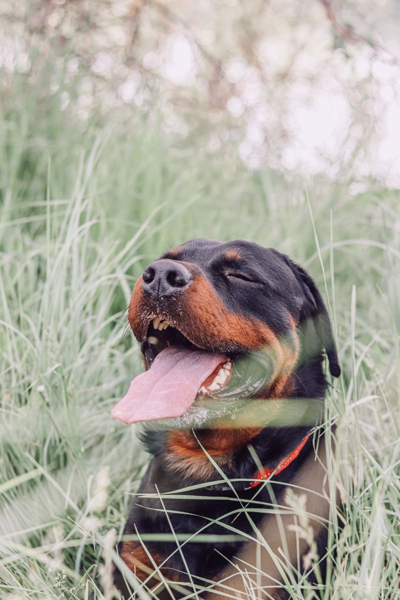 Rottweiler