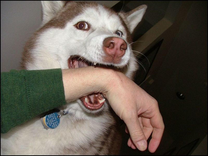 24 Dog Breeds Most Often Linked to Biting Incidents — and the Reasons Behind It 9 Siberian Husky