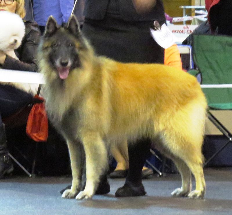 Belgian Sheepdog