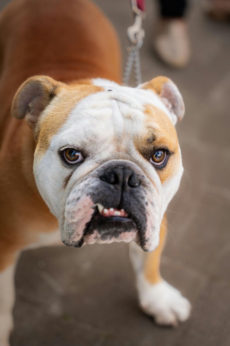 English Bulldog