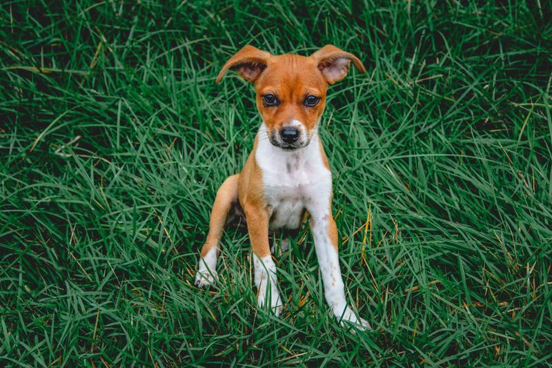 11 fearless small dog breeds with personalities much bigger than their size - plus 3 calmer little companions 9 Rat Terrier